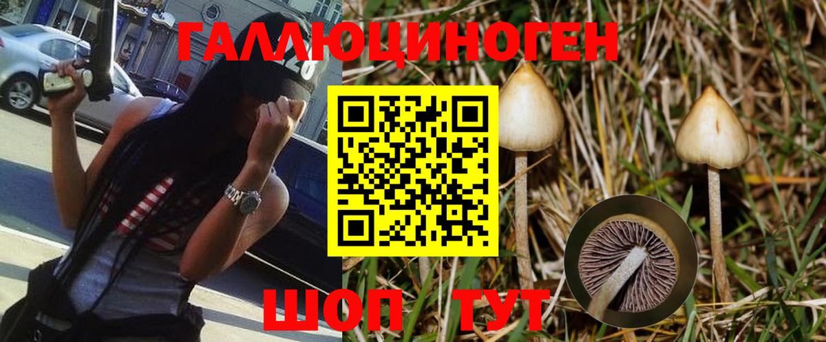 Галлюциногенные грибы Psilocybe Партизанск